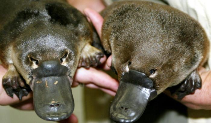 Les premiers jumeaux ornithorynques nés en captivité, au zoo de Taronga à Sydney, le 28 mars 2003 en Australie