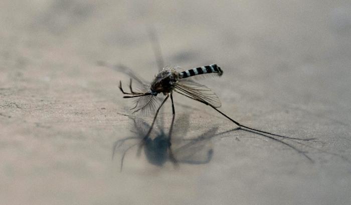 Un moustique Aedes aegypti à Mexico, le 2 décembre 2024