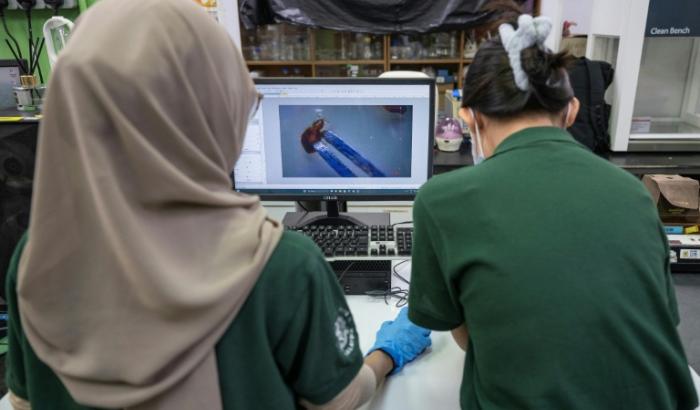 Des chercheurs observent des punaises de lit dans un laboratoire de l'Université des sciences de Malaisie (USM) à George Town, sur l'île de Penang, le 8 octobre 2025