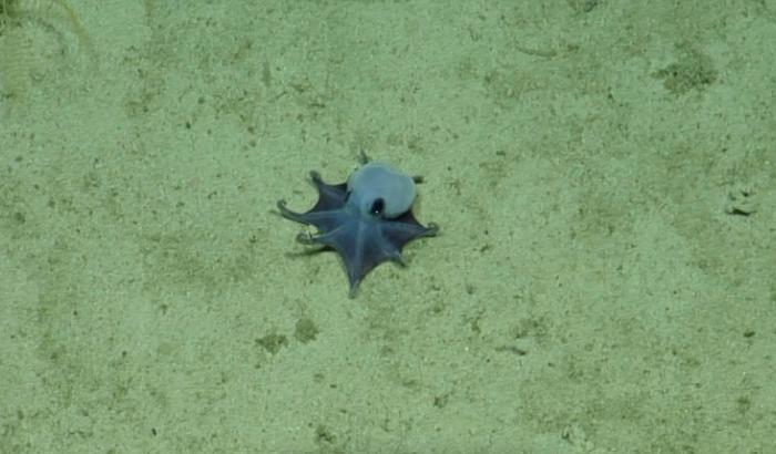 Une photo du poulpe bleu, de la nouvelle espèce "Microeledone galapagensis", fournie par la Fondation Charles Darwin le 22 mai 2026