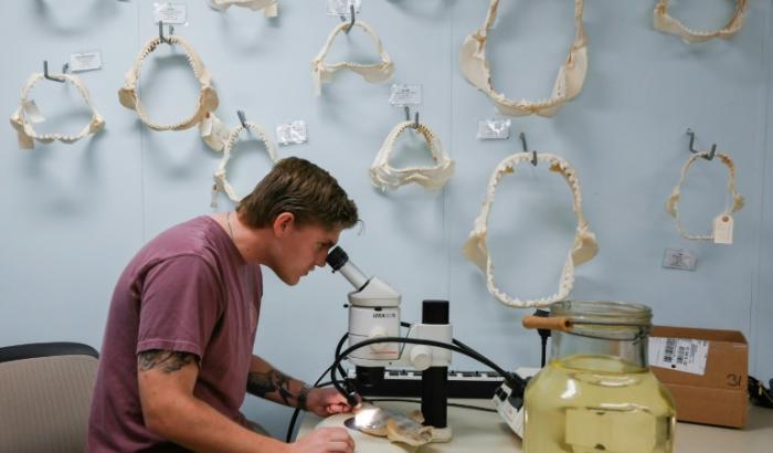Joe Miguez, membre du programme de recherche sur les requins, observe au microscope un spécimen de raie, à Gainesville, le 23 février 2024 en Floride