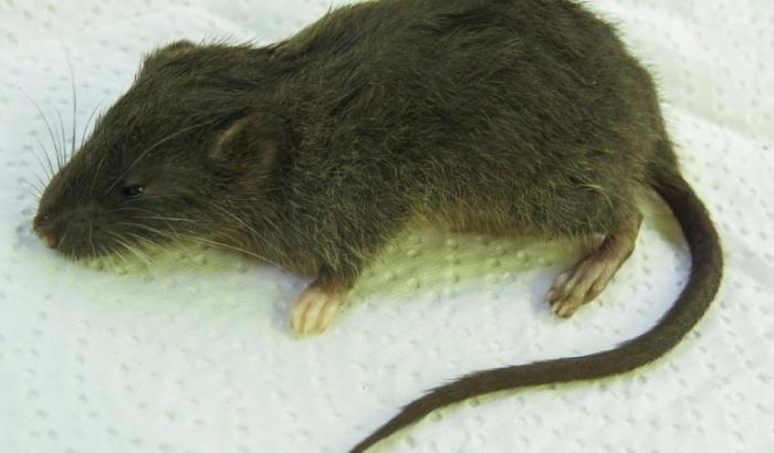 La nouvelle espèce de rongeur, daptomys nunashae, découverte par des chercheurs dans le centre du Pérou