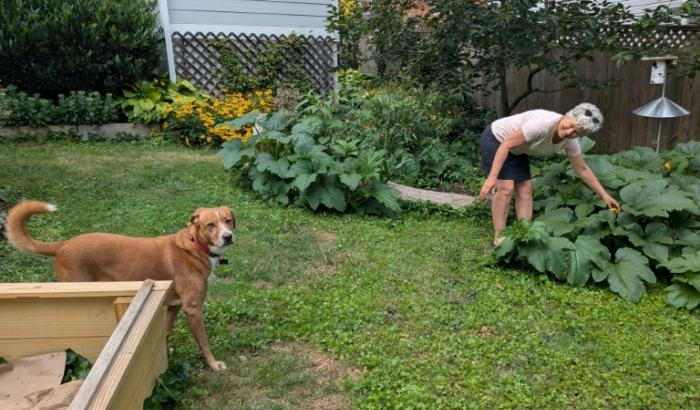 Sandra Marquardt, 67 ans, dans son jardin à Silver Spring, Maryland, le 5 août 2026