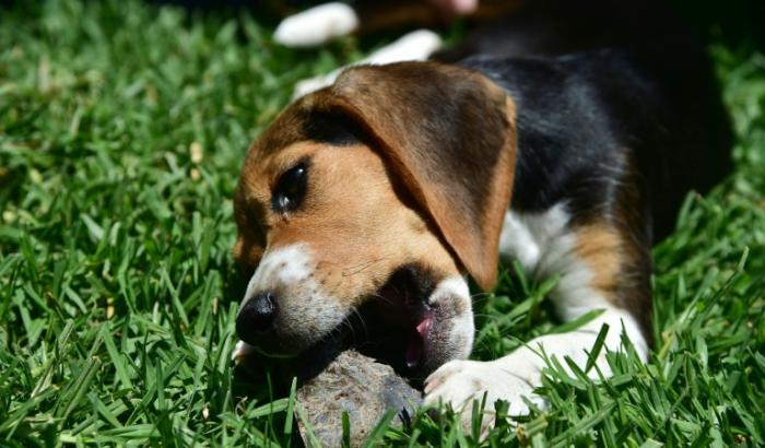 Des animaux vont se souvenir s'être sentis mieux après avoir consommé une plante spécifique et la mangeront de nouveau quand ils ressentiront un symptôme similaire