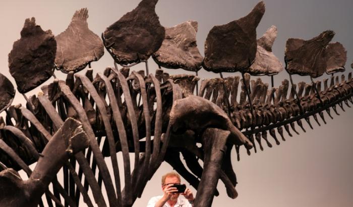 Le squelette de stégosaure, surnommé "Apex", à Sotheby's à New York, le 10 juillet 2024