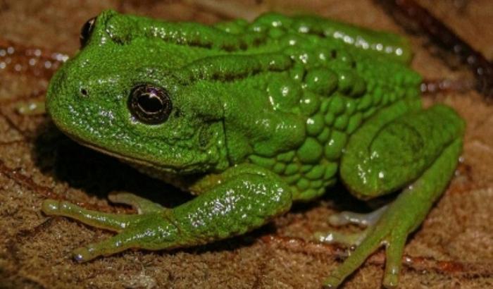 Photographie fournie aux médias, prise et diffusée par l'Institut Ceja de Selva pour la recherche sur le développement durable, montrant une Gastrotheca mittaliiti, une nouvelle espèce de grenouille découverte dans l'Amazonie péruvienne