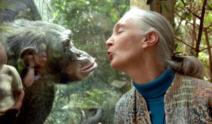Die britische Primatenforscherin und Umweltaktivistin Jane Goodall ist tot. Wie ihr Institut am Mittwoch mitteilte, starb sie im Alter von 91 Jahren im US-Bundesstaat Kalifornien.