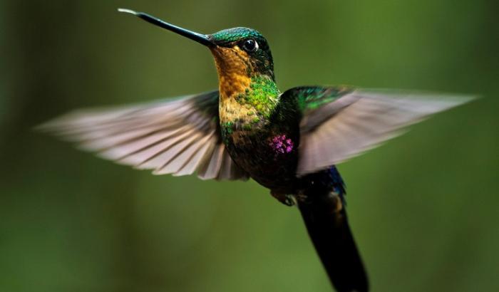 Steigende Temperaturen und Hitzewellen bewirken Wissenschaftlern zufolge das Sterben tropischer Vögel. Die Erderwärmung ist demnach zwischen 1950 und 2020 für einen Rückgang der Bestände tropischer Vögel um 25 bis 38 Prozent verantwortlich.
