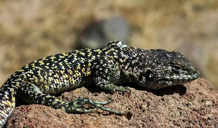 Wissenschaftler haben in den peruanischen Anden eine neue Eidechsenart entdeckt. Sie messe zwischen sechs und acht Zentimetern und weise je nach Geschlecht eine unterschiedliche Färbung auf, teilte das Naturkundemuseum der Universität San Marcos mit.