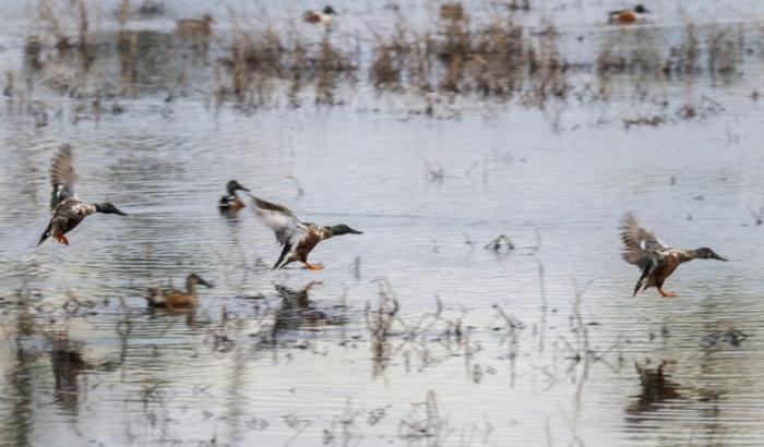 Des canards colvert se posent sur un étang du parc naturel américain de Blackwater, dans le Maryland, le 25 janvier 2023