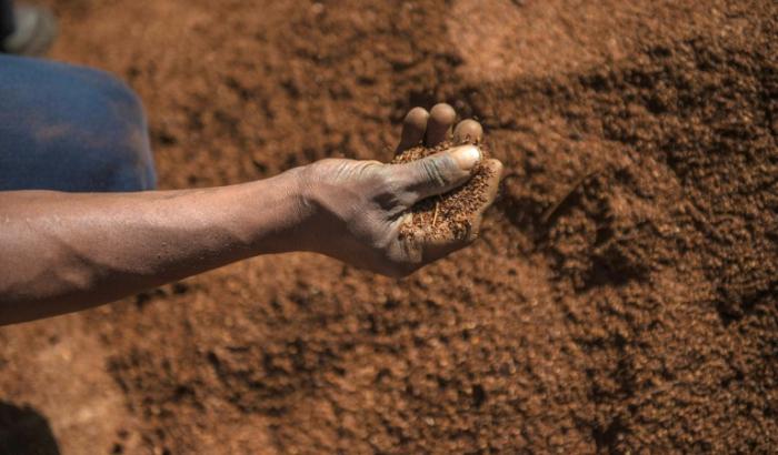 Un ouvrier agricole trie des feuilles de thé rooibos avant leur conditionnement, le 27 février 2017 dans le district de Clanwilliam, en Afrique du Sud