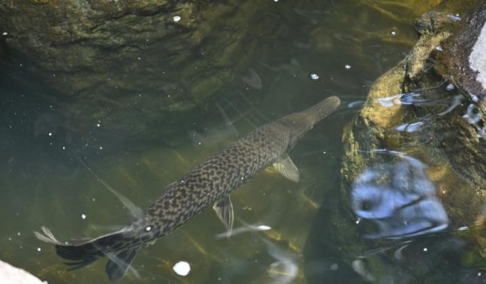 Un pejelagarto (Atractosteus tropicus) adulte dans un étang à Taxisco, au Guatemala, le 24 septembre 2026