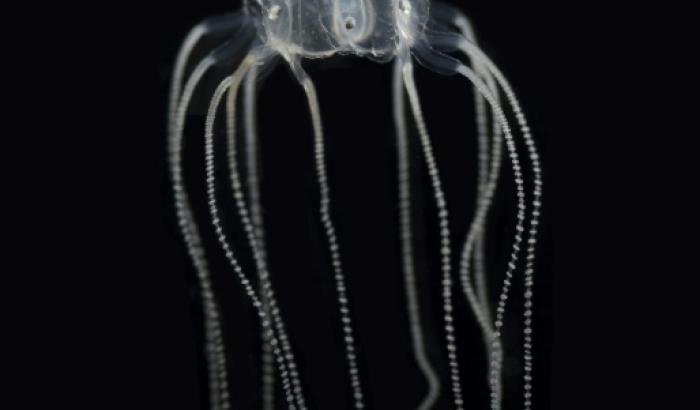 Image fournie le 20 septembre 2023 par le chercheur Jan Bielecki d'une Tripedalia cystophora, appelée aussi méduse des Caraïbes ou cuboméduse, dans un laboratoire de l'université de Kiel, en Allemagne