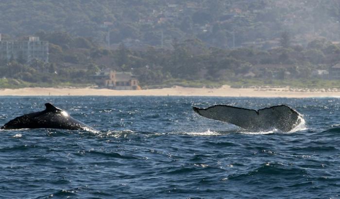 Des baleines à bosse au large des côtes de Sydney, le 25 juin 2008 en Australie