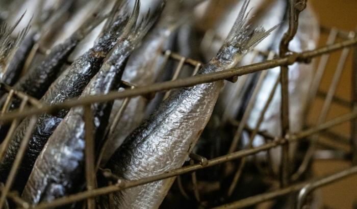 Des sardines à la conserverie Chancerelle de Douarnenez dans le Finistère, le 17 avril 2025