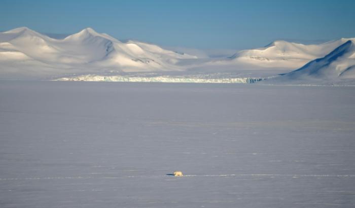 Un ours polaire à Longyearbyen, en Norvège, le 6 avril 2025