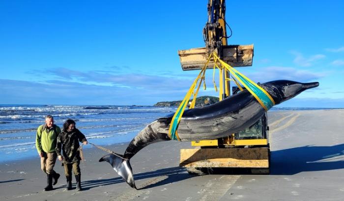 Photo diffusée par le ministère néo-zélandaisde la Conservation, montrant le cadavre d'une baleine à bec retirée de la plage, le 5 juillet 2024 près de Taieri Mouth, en Nouvelle-Zélande