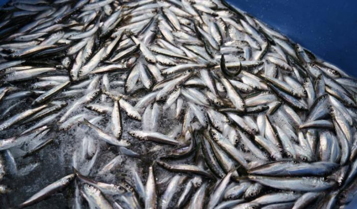 Auch Heringe kehren zum Laichen an ihren Geburtsort zurück. Das belegt erstmals eine Studie des Thünen-Instituts für Ostseefischerei in Braunschweig. Der Atlantische Hering hält es bei der Fortpflanzung damit wie Meeresschildkröten oder Lachse.