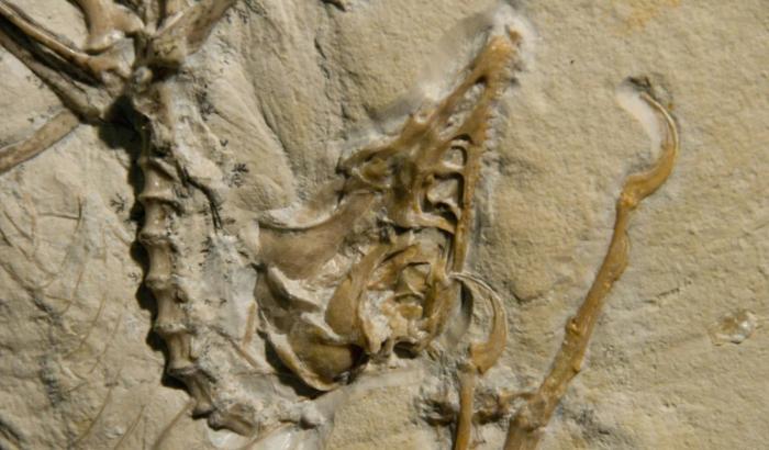 Image d'un fossile d'Archaeoptéryx fournie le 11 mai 2010 par le Laboratoire national de l'accélérateur SLAC du Département de l'Energie des États-Unis.