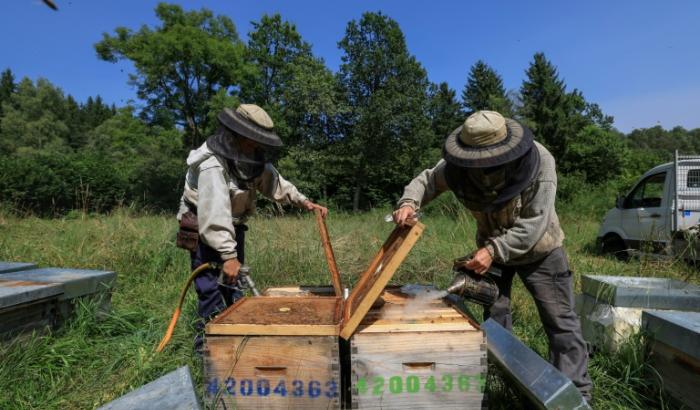 Des apiculteurs travaillent dans leur rucher, à Saint Ours (Puy-de-Dôme), le 20 août 2024