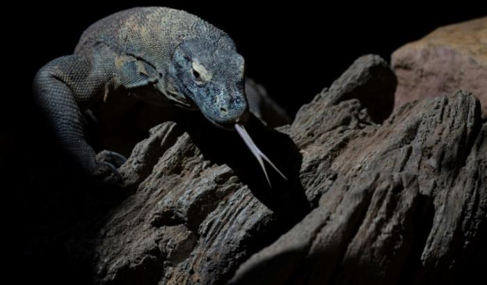 Le dragon de Komodo peut atteindre trois mètres de long et peser jusqu'à 90 kg