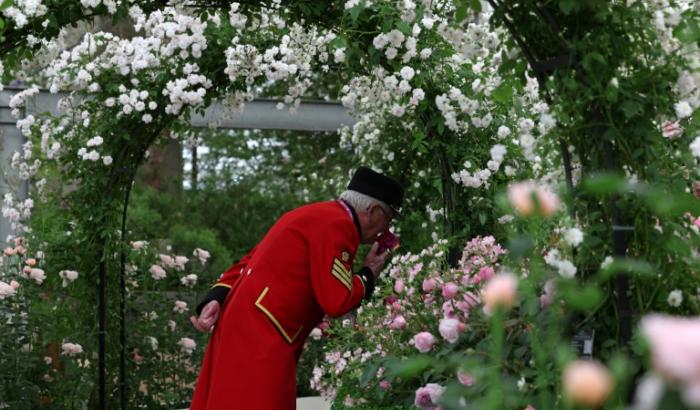 Un membre du Chelsea Flower Show regrde un étalage de roses le 19 mai 2025