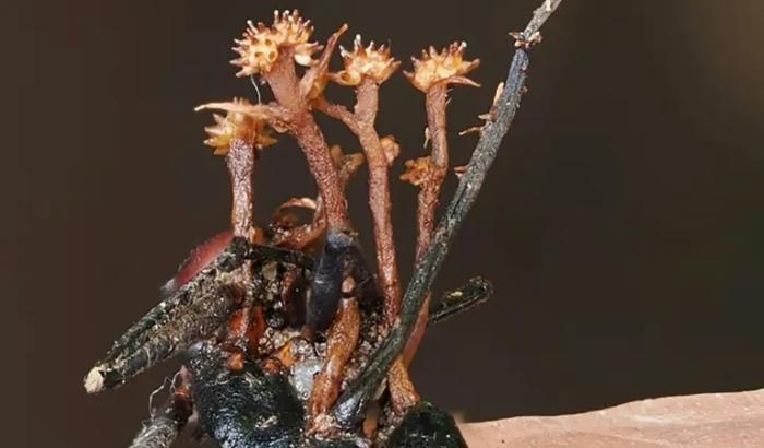 La nouvelle espèce d'hyperparasite (Pleurocordyceps cornusynnemata) se développant sur une fourmi morte qui se nourrit du champignon invasif d'origine, à Lahad Datu, sur l'île de Bornéo, en Malaisie (photo prise le 13 octobre 2024 et publiée le 11 juin 2026)