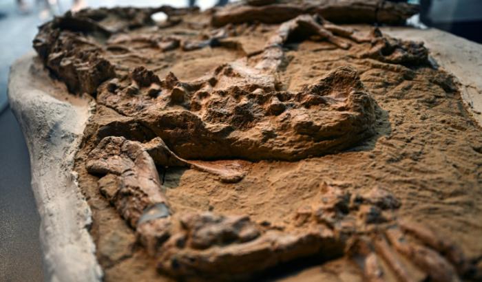Un fossile de crocodile juvénile du genre Piscogavialis, vieux de entre 10 et 12 millions d'années, est dévoilé à l'auditorium du ministère de l'Energie et des Mines à Lima, le 27 novembre 2024