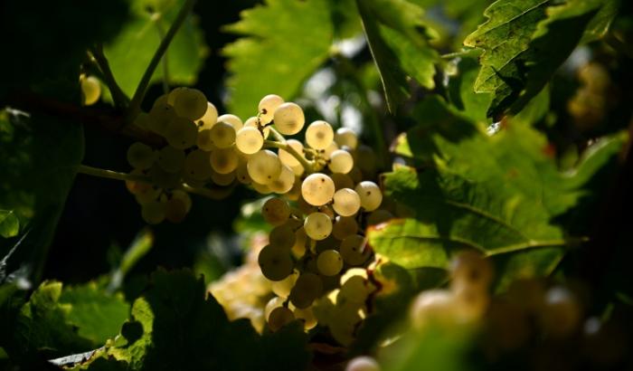 Une grappe de raisin le 19 septembre 2025 dans le vignoble de Château Montifaud à Echebrune (Charente-Maritime)