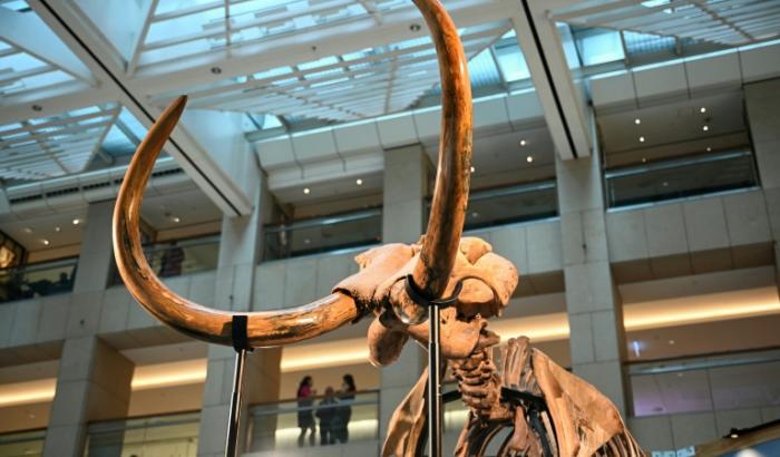 Les restes d’un mammouth laineux vieux de 12.000 ans, présentés à Hong Kong le 15 août 2024