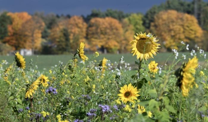 Des tournesols et d'autres fleurs dans une prairie à Oranienburg, près de Berlin, le 22 octobre 2024 en Allemagne