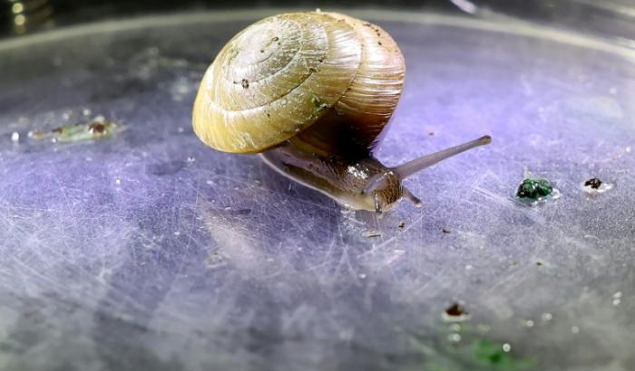Die Schnecke ist klein, der Erfolg für den Artenschutz riesig: Wissenschaftler haben die einstmals vom Aussterben bedrohte Bermuda-Landschnecke nach eigenen Angaben erfolgreich wieder auf der Insel im Nordatlantik angesiedelt.