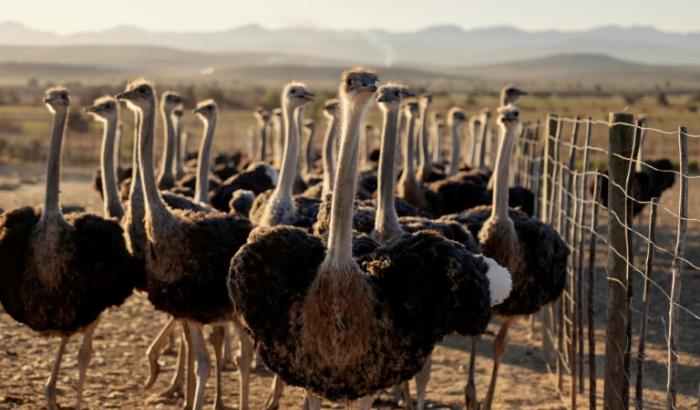 Laufvögel wie Strauße, Emus und Nandus haben sich auf der halben Welt ausgebreitet, obwohl sie nicht fliegen können. Einer neuen Studie zufolge konnten ihre ältesten bekannten Vorfahren aber noch fliegen.