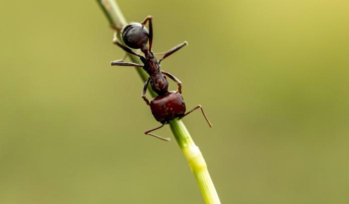 Une fourmi moissonneuse géante d'Afrique, dans le sanctuaire de Silole, à Kajiado au Kenya, le 13 mai 2026
