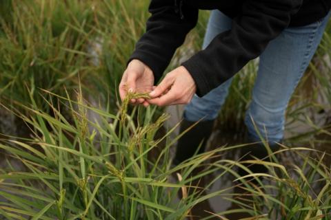 Nadine Mitschunas, chercheuse au centre britannique d'écologie et d'hydrologie (UKCEH) inspecte du riz qui pousse sur les terres fertiles des Fens, dans l'est de l'Angleterre, le 14 octobre 2025