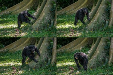 Montage photos non datées et publiées par l’université de St Andrews, le 6 septembre 2022, montrant un chimpanzé tambourinant sur un arbre dans la forêt de Budongo, en Ouganda