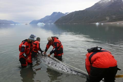 Image fournie par l'Institut des ressources naturelles du Groenland et montrant des scientifiques en train d'installer en août 2017 un capteur sur un narval, au Groenland