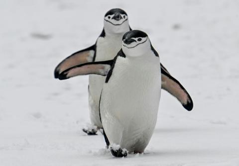 Forschende haben das teils merkwürdige Verhalten von antarktischen Pinguinen neu eingeordnet. Dass die Pinguine sich oft strecken, mit ihren Flügeln schlagen und laut rufen, was als Ekstase beschrieben wird, könnte eine Art Revierverhalten sein.