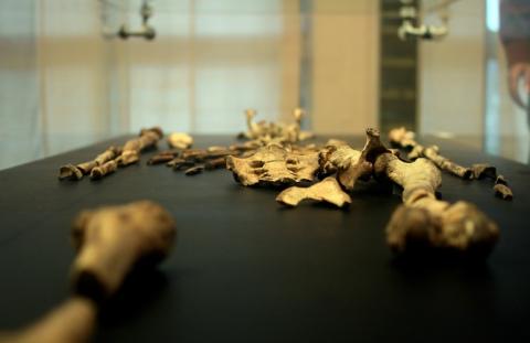 Das mehr als drei Millionen Jahre alte Fossil Lucy gilt als bekanntester Vorläufer des Menschen - nun soll es erstmals in Europa zu sehen sein. Die Überreste der "Urmutter der Menschheit" sollen ab Ende August in Prag ausgestellt werden.