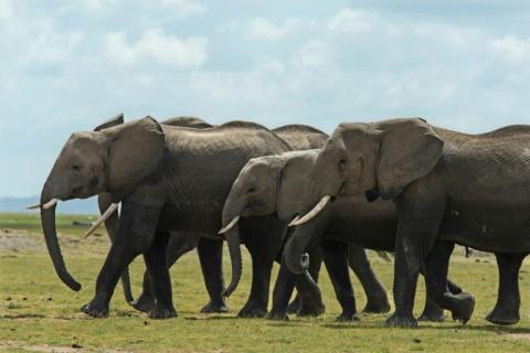 Les éléphants s'appellent entre eux avec l'équivalent d'un nom propre à chaque individu, selon une étude basée sur l'observation de deux troupeaux sauvages au Kenya