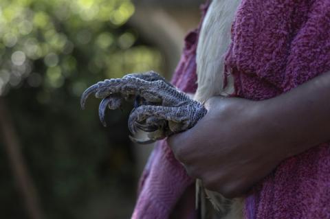 La serre d'un vautour à dis blanc au Soysambu Raptor Centre, l'un des centres vétérinaires et de réhabilitation du Kenya Bird of Prey Trust, à Nakuru, au Kénya le 18 avril 2024