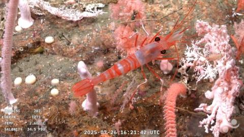 Capture d'écran d'une vidéo publiée par l'Institut océanographique Schmidt et enregistrée par le ROV SuBastian, dans laquelle on peut voir une crevette à 1.271 mètres de profondeur dans le canyon de Mar del Plata, dans la mer Argentine, le 26 juillet 2025