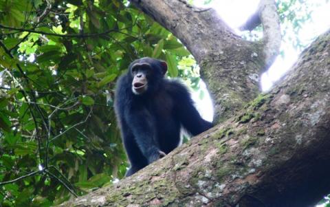 Photo fournie le 24 janvier 2022 d'un chimpanzé de la réserve de Nimba en Guinée