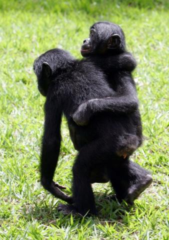 De jeunes singes bonobos dans un parc de Kinshasa, en RC Congo, le 4 novembre 2006