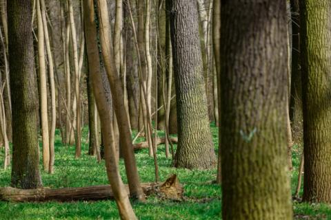 Es muss nicht immer der Spaziergang durch den realen Wald sein: Auch virtuelles Waldbaden hilft beim Stressabbau. Ein Forschungsteam wies nach, dass das bewusste Eintauchen in die Natur mit Hilfe der VR-Technik das emotionale Wohlbefinden verbessert.