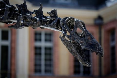 Le squelette de l'apatosaure "Vulcain", exposé au château de Dampierre avant une vente aux enchères, le 10 juillet 2024 à Dampierre-en-Yvelines, au sud-ouest de Paris