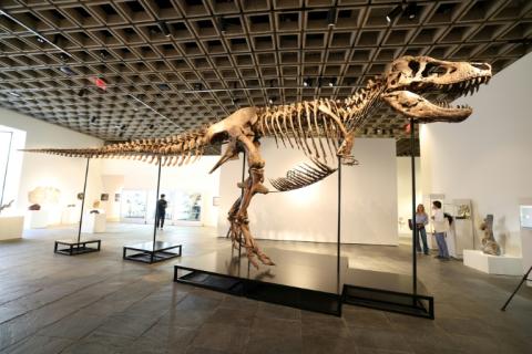 "Gus", un T-Rex considéré comme "l'un des plus grands et des plus complets spécimens" du genre, est présenté à la presse au Breuer Building de Sotheby's, le 1er juillet 2026 à New York