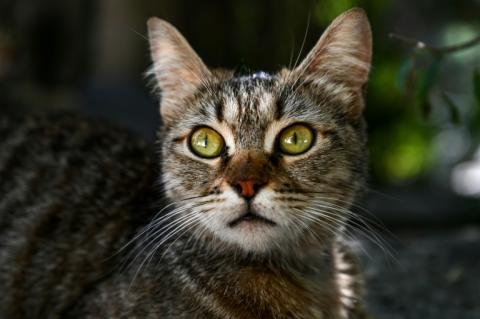 Les chats pourraient nous aider à mieux comprendre et peut-être même mieux soigner certains de nos cancers, dont celui du sein, selon un groupe de chercheurs internationaux