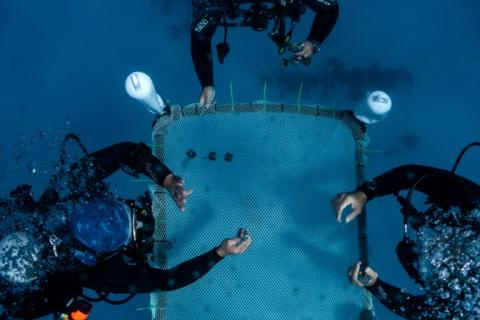 Des chercheurs installent dans les eaux de la méditerranée une pépinière flottante de corail, au large d'Ayia Napa, dans le sud-est de l'île de Chypre, le 20 juin 2024