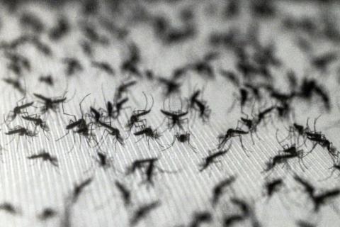 Des moustiques Aedes aegypti dans un laboratoire de la société de biotechnologies Wolbito do Brasil, à Curitiba (Brésil), le 19 mars 2026